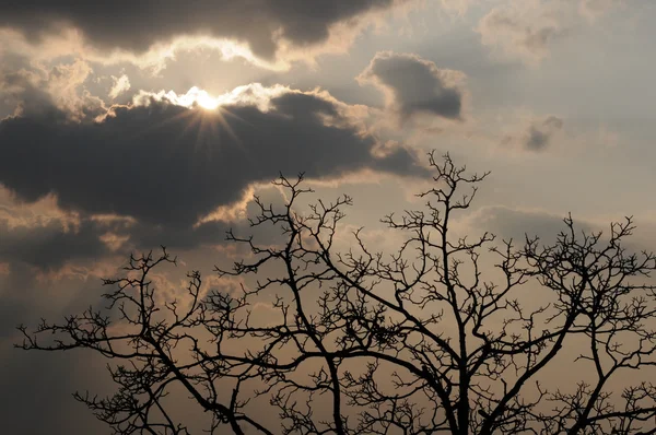 Sol radiante, nuvens pesadas, árvore — Fotografia de Stock