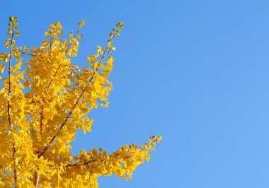 Sonbaharda gingko biloba