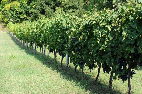 Winnica w Toskanii, Włochy — Zdjęcie stockowe
