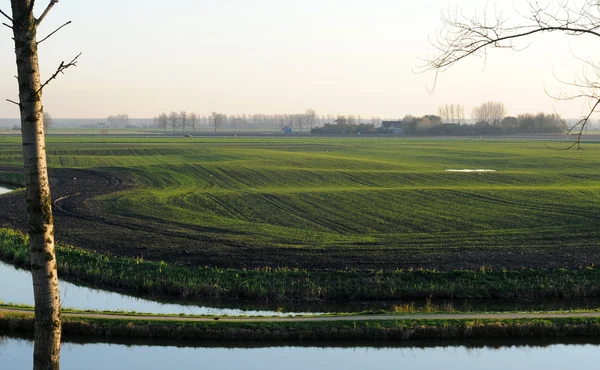 Widok polderów w sluis, Holandia — Zdjęcie stockowe