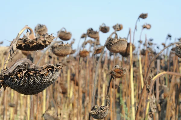 Campo di essiccazione girasoli in Toscana — Foto Stock