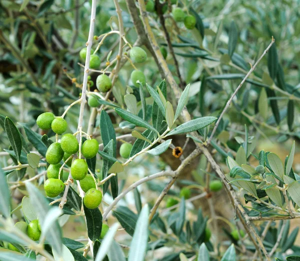 Unripe green olives on olive tree — Stock Photo, Image