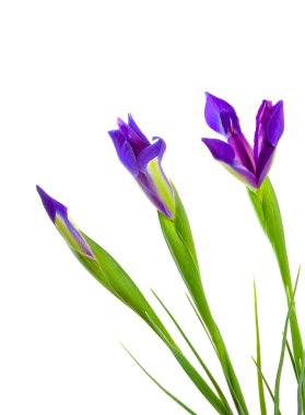 Three Blue Iris Flowers clipart