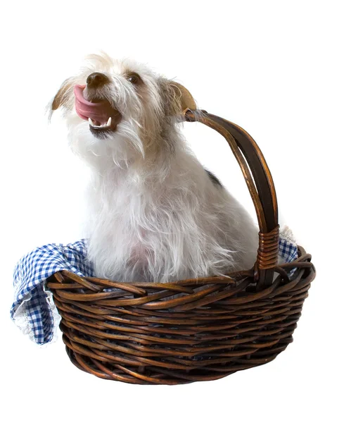 stock image Hungry Licking Pup in Basket