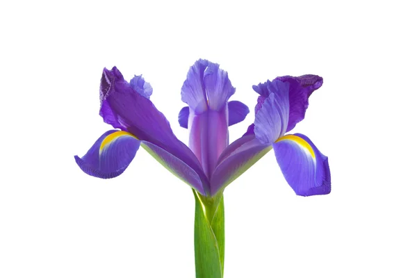Holenderski irys kwiat — Zdjęcie stockowe