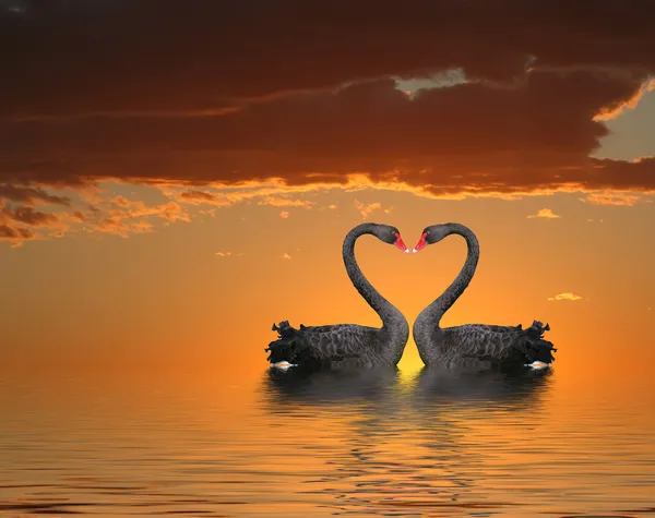 Два лебеді на заході сонця Ліцензійні Стокові Зображення