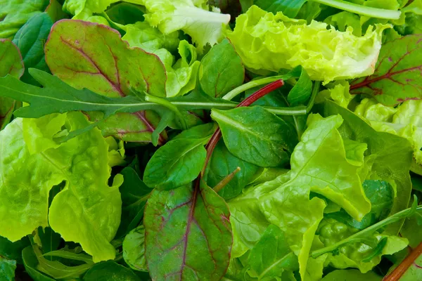 Karışık salata yeşillikleri — Stok fotoğraf