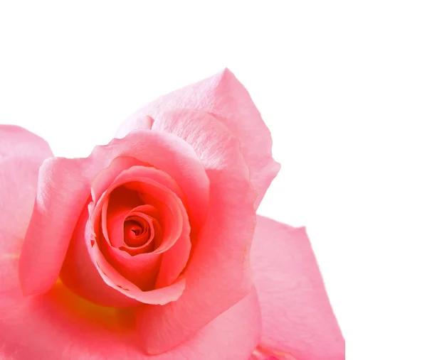 Rosa rosebud — Stockfoto