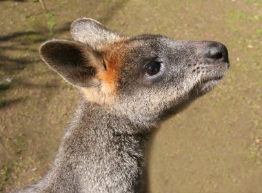 Swamp Wallaby clipart
