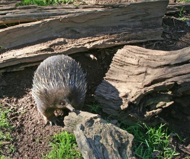 Short Beaked Echidna clipart