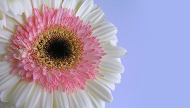 krem ve pembe gerbera kopya alanı ile