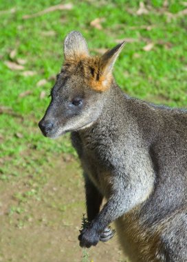 Swamp Wallaby clipart