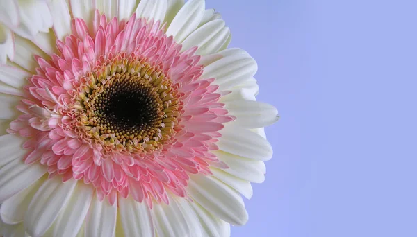 Pink and Cream Gerbera with copy space — Stock Photo, Image
