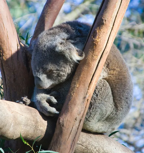 Schlafender Koala — Stockfoto
