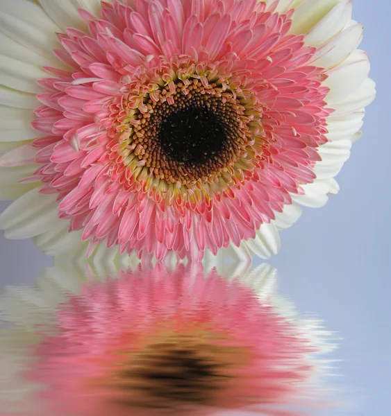 Pink and Cream Gerbera with reflection — Stock Photo, Image