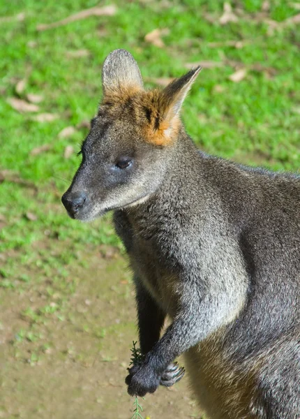 Wallaby palude — Foto Stock