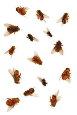 Dead Flies isolated ovr white background clipart