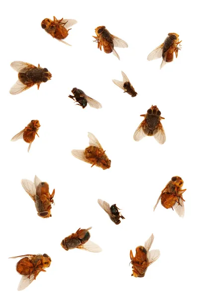 Döda flugor isolerade ovr vit bakgrund — Stockfoto