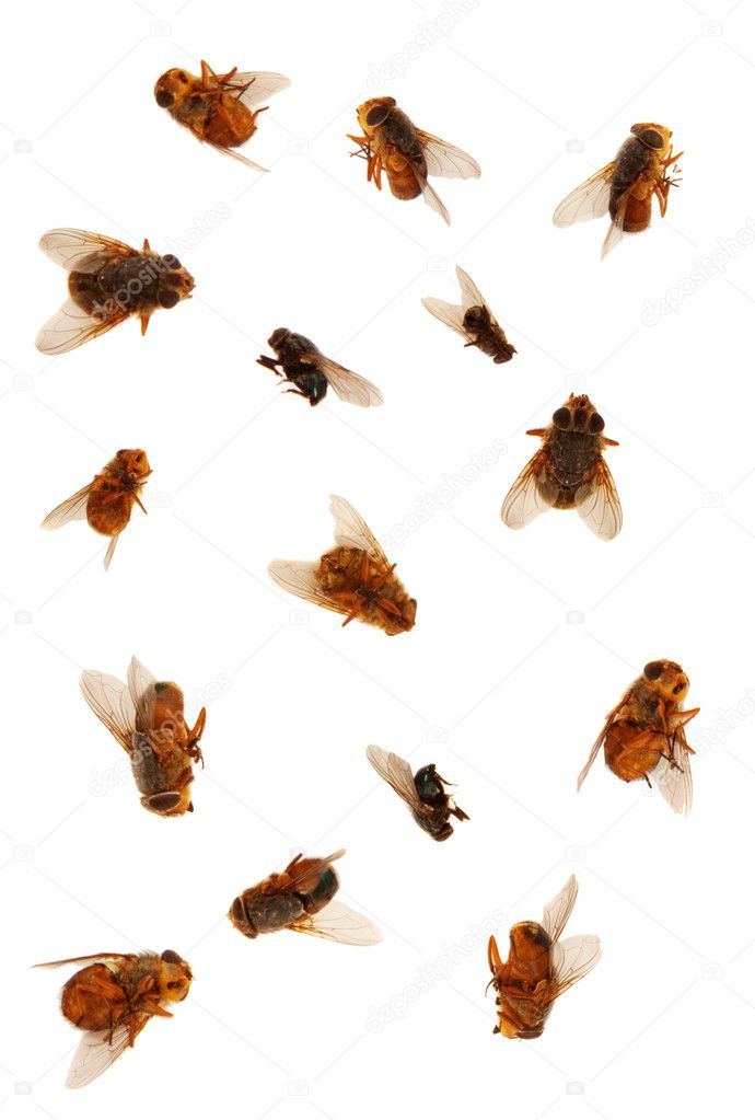 Dead Flies isolated ovr white background
