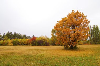 sonbahar park