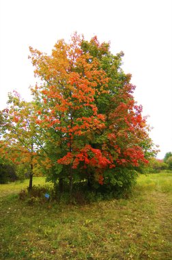 sonbahar park