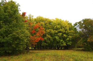 sonbahar park