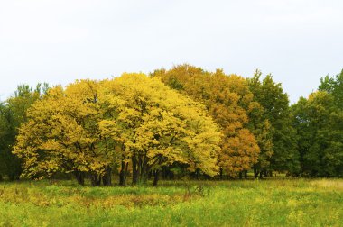 sonbahar park