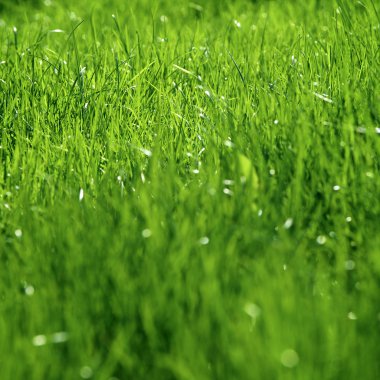 bir yağmur sonra çimen