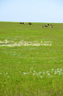 The herd of horses clipart