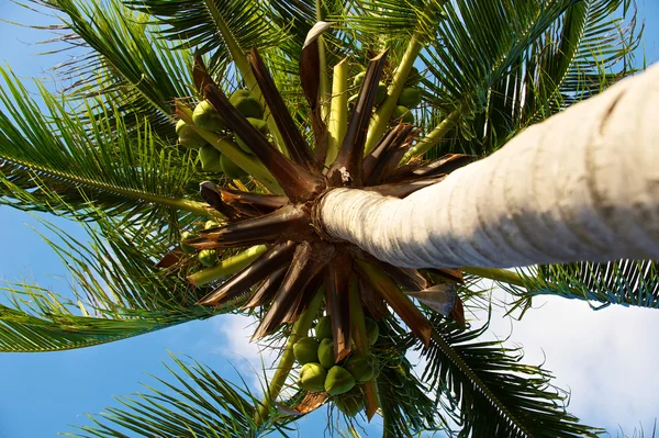 Coconut palm — Stock Photo, Image