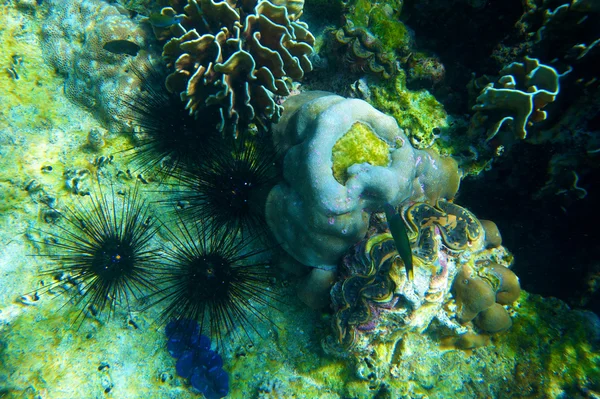 De onderwaterwereld — Stockfoto