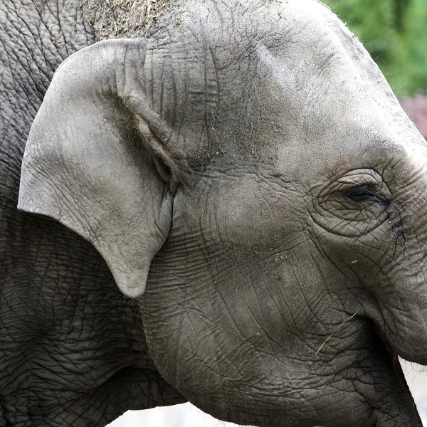 stock image Asian elephant