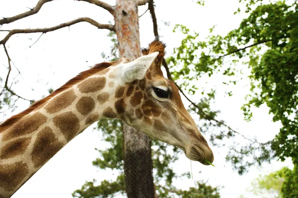 Stock image Giraffe