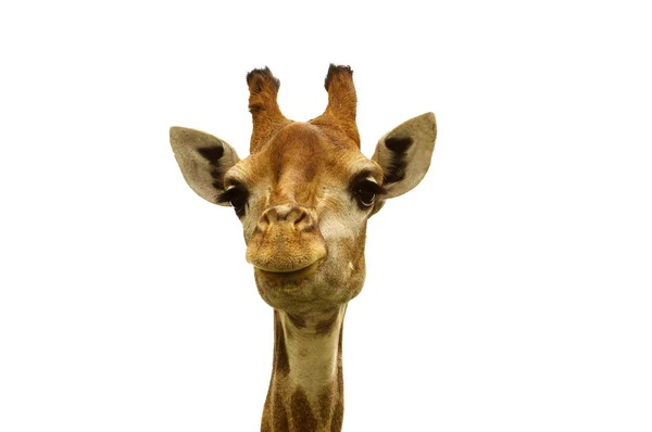 stock image Giraffe