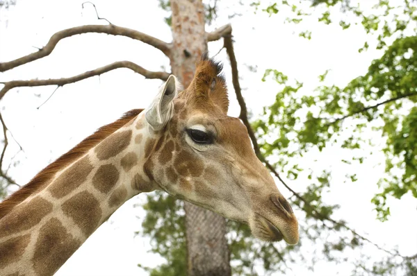 stock image Giraffe