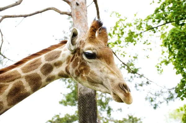 stock image Giraffe