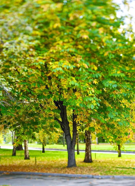 L'albero di autunno — Foto Stock