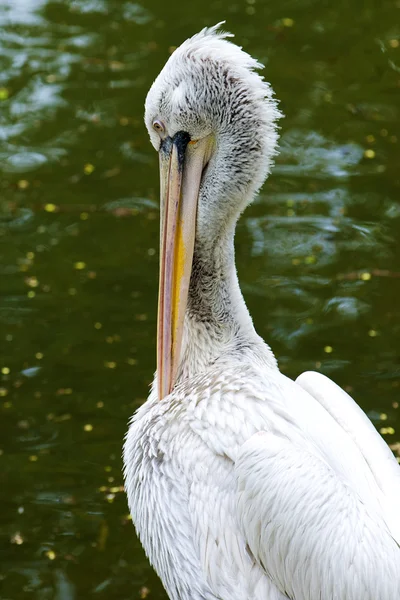 stock image Pelican