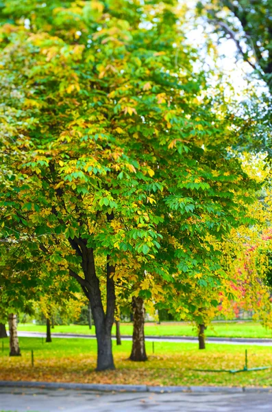 Hösten trädet — Stockfoto