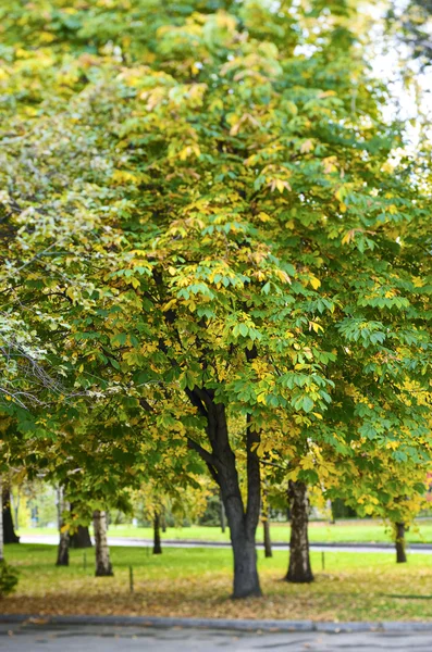 Az őszi fa — Stock Fotó