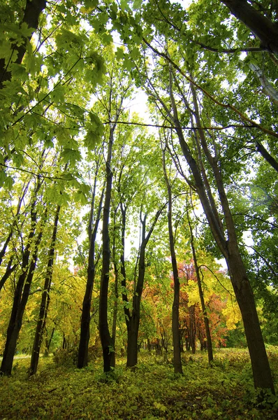 Herbstlicher Park — Stockfoto