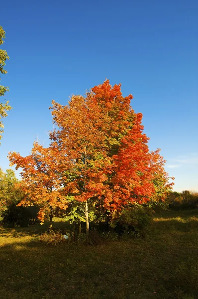 stock image Dendra park