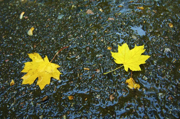 stock image Autumnal park