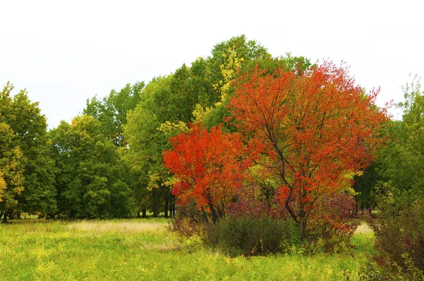 stock image Autumnal park