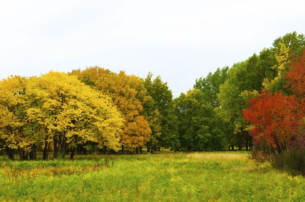 stock image Autumnal park