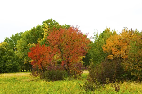 Podzimní park — Stock fotografie