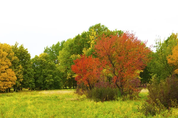 stock image Autumnal park