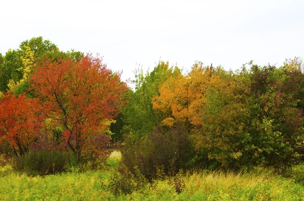 Stock image Autumnal park