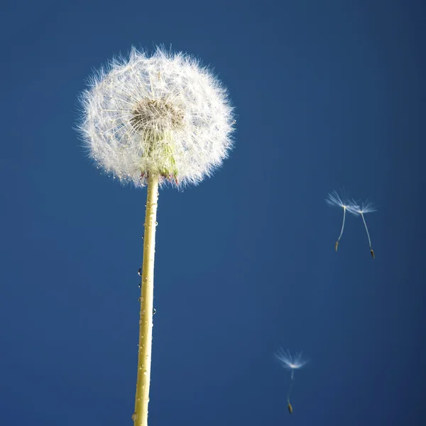 stock image Dandelion in studio