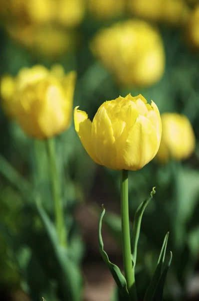 stock image Tulips